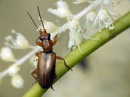 Attēlu rezultāti vaicājumam “Orsodacne cerasi”