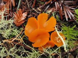 Attēlu rezultāti vaicājumam “Sowerbyella radiculata”