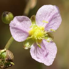 Attēlu rezultāti vaicājumam “Alisma lanceolatum”
