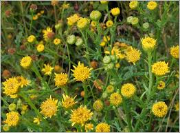 Attēlu rezultāti vaicājumam “Jacobaea vulgaris”