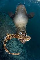 Image result for Haploblepharus pictus