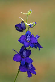 Image result for Consolida ajacis oder Consolida regalis