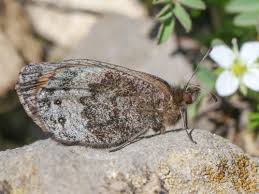 Attēlu rezultāti vaicājumam “Oeneis jutta underside”