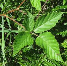 Attēlu rezultāti vaicājumam “Rubus plicatus”