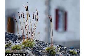Attēlu rezultāti vaicājumam “Tortula muralis sporophyte”