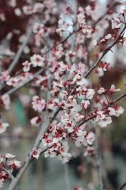 Attēlu rezultāti vaicājumam “Prunus cerasifera”