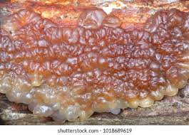 Attēlu rezultāti vaicājumam “Exidia cartilaginea”