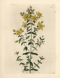 Image result for Hypericum perforatum