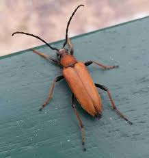 Attēlu rezultāti vaicājumam “Leptura rubra female”