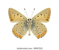 Attēlu rezultāti vaicājumam “Lycaena alciphron underside”