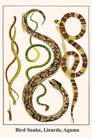 Attēlu rezultāti vaicājumam “Serpentes”