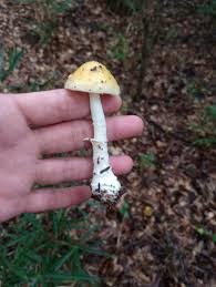 Attēlu rezultāti vaicājumam “Reticularia jurana”