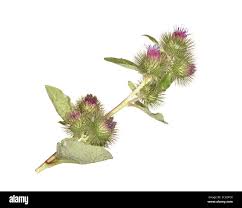 Attēlu rezultāti vaicājumam “Arctium nemorosum”