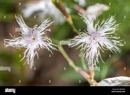 Attēlu rezultāti vaicājumam “Dianthus arenarius flower”