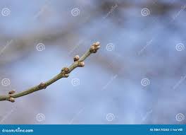 Attēlu rezultāti vaicājumam “Acer negundo bud”