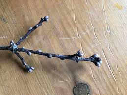 Attēlu rezultāti vaicājumam “Quercus robur bud”