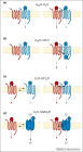ScienceDirect.com - Trends in Neurosciences - Functional relevance ...
