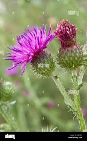 Attēlu rezultāti vaicājumam “Carduus crispus”