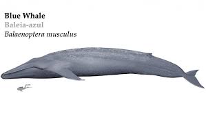 Image result for Balaenoptera musculus
