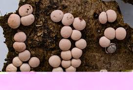 Attēlu rezultāti vaicājumam “Diderma testaceum”