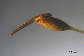 Attēlu rezultāti vaicājumam “Gymnostomum aeruginosum”