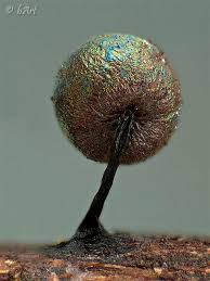 Attēlu rezultāti vaicājumam “Lamproderma nigrescens spores”