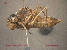 Attēlu rezultāti vaicājumam “Diderma umbilicatum macro”