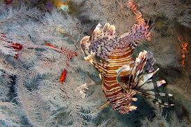 Image result for Pterois volitans