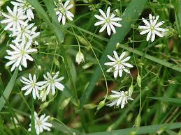 Attēlu rezultāti vaicājumam “Stellaria longifolia flower”