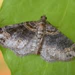 Attēlu rezultāti vaicājumam “Xanthorhoe ferrugata”