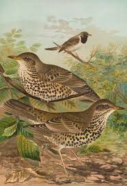 Attēlu rezultāti vaicājumam “Turdus viscivorus”