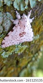 Attēlu rezultāti vaicājumam “Lymantria monacha imago”