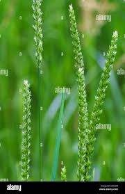 Attēlu rezultāti vaicājumam “Cynosurus cristatus”