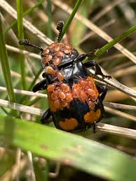 Attēlu rezultāti vaicājumam “Poecilochirus sp.”