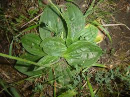 Attēlu rezultāti vaicājumam “Plantago media”