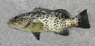 Image result for Mycteroperca microlepis