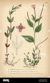 Attēlu rezultāti vaicājumam “Epilobium montanum”