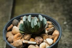 Image result for Haworthia mix