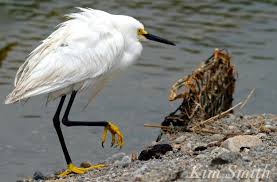 Image result for Egretta thula