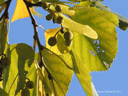 Attēlu rezultāti vaicājumam “Tilia tomentosa fruit”