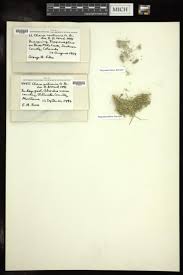 Attēlu rezultāti vaicājumam “Chara contraria”