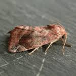 Attēlu rezultāti vaicājumam “Cosmia pyralina”