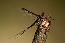 Attēlu rezultāti vaicājumam “Leptophlebia nebulosa”