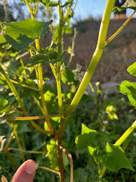 Attēlu rezultāti vaicājumam “Fagopyrum esculentum fruit”