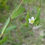 Attēlu rezultāti vaicājumam “Linum catharticum fruit”