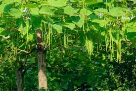 Attēlu rezultāti vaicājumam “Catalpa ovata fruit”