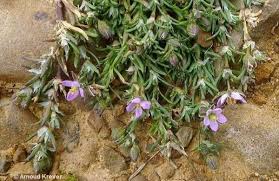 Attēlu rezultāti vaicājumam “Spergularia rubra”