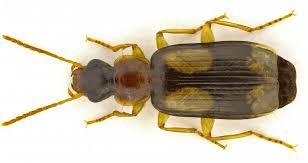 Attēlu rezultāti vaicājumam “Dromius quadrimaculatus”