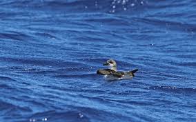 Image result for Pterodroma feae