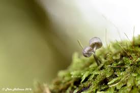 Attēlu rezultāti vaicājumam “Mycena filopes”
